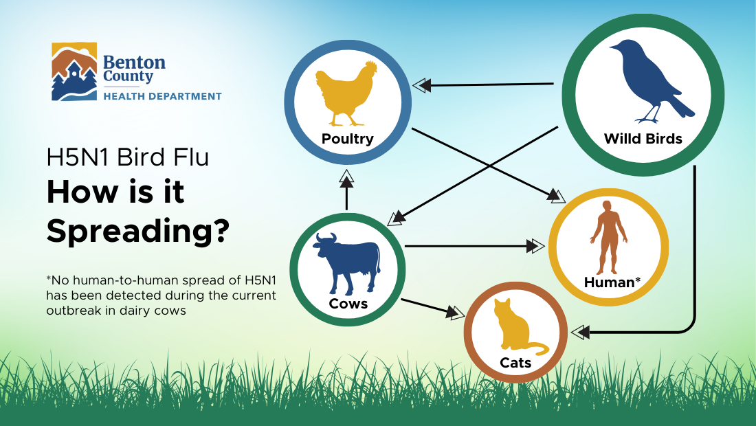 A diagram showing the way bird flu is spread: wild birds to poultry, cows, and cats; cows to poultry, cats, and humans; and poultry to humans.