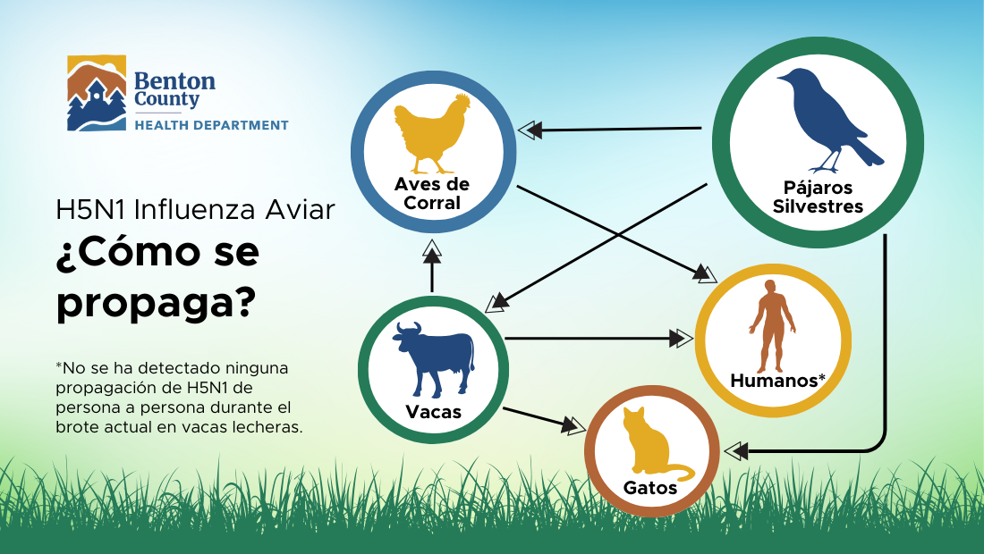 A diagram showing the way bird flu is spread: wild birds to poultry, cows, and cats; cows to poultry, cats, and humans; and poultry to humans.