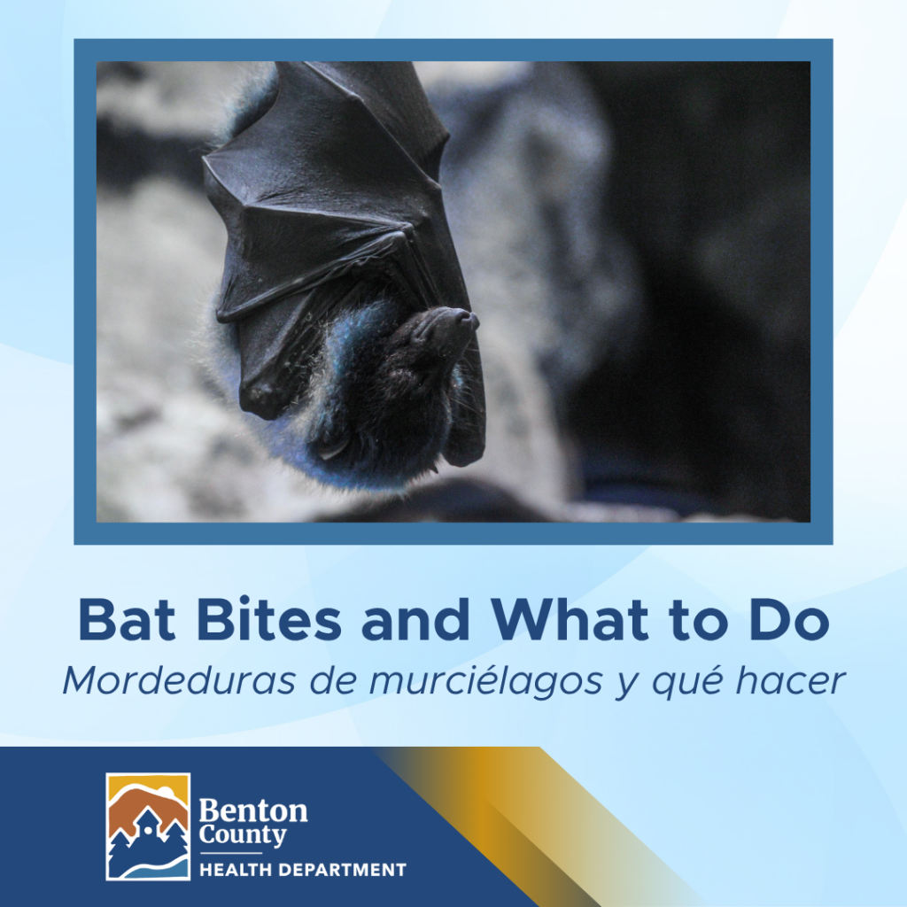 A close-up photo of a bat hanging upside down with its wings partly wrapped around its body, above bilingual text reading “Bat Bites and What to Do” and “Mordeduras de murciélagos y qué hacer,” with the Benton County Health Department logo at the bottom.