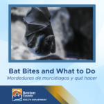 A close-up photo of a bat hanging upside down with its wings partly wrapped around its body, above bilingual text reading “Bat Bites and What to Do” and “Mordeduras de murciélagos y qué hacer,” with the Benton County Health Department logo at the bottom.