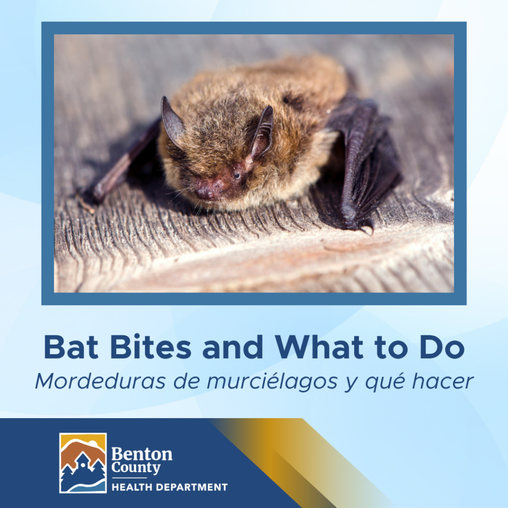 A close-up photo of a little brown bat above bilingual text reading “Bat Bites and What to Do” and “Mordeduras de murciélagos y qué hacer,” with the Benton County Health Department logo at the bottom.
